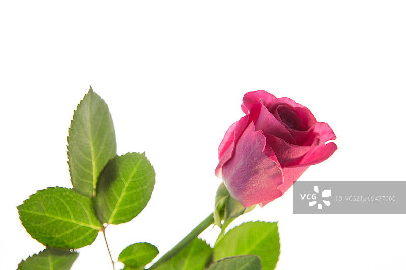 白色背景上有茎和叶的粉红色玫瑰图片素材