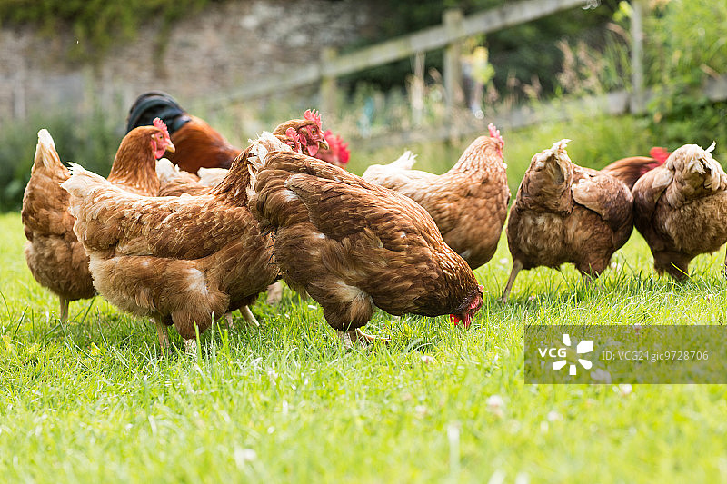 放养的鸡在草坪上啄食地面图片素材