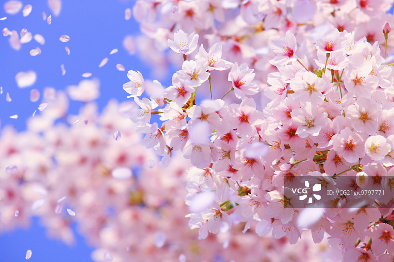 樱花在风中飘扬的CG图像图片素材