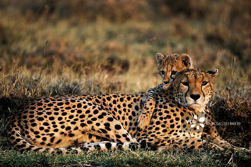 猎豹和幼崽在草地上休息图片素材