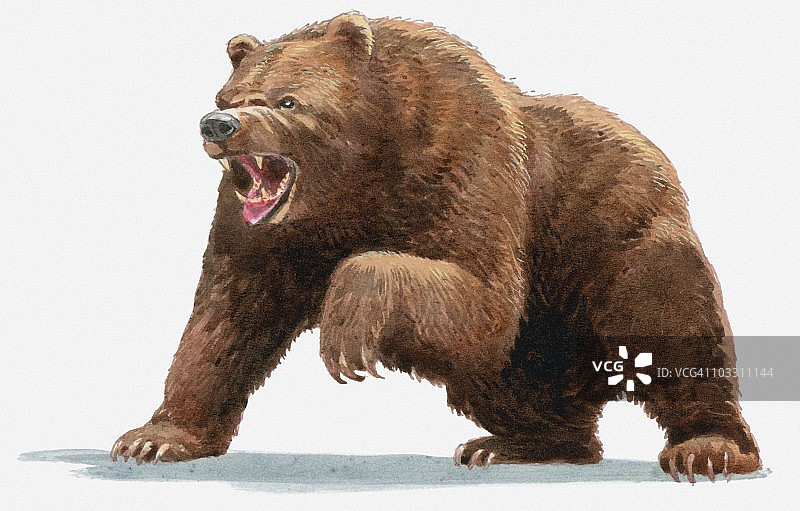 咆哮的棕熊的插图图片素材