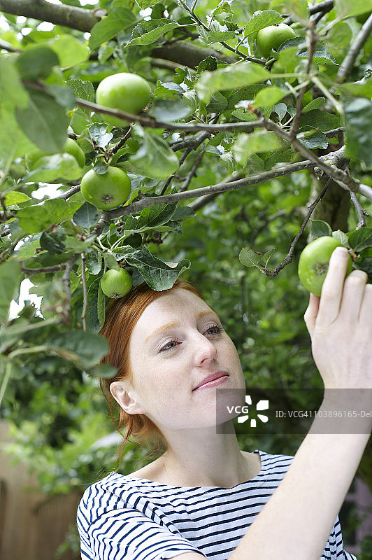 年轻女子正在检查树上的苹果图片素材