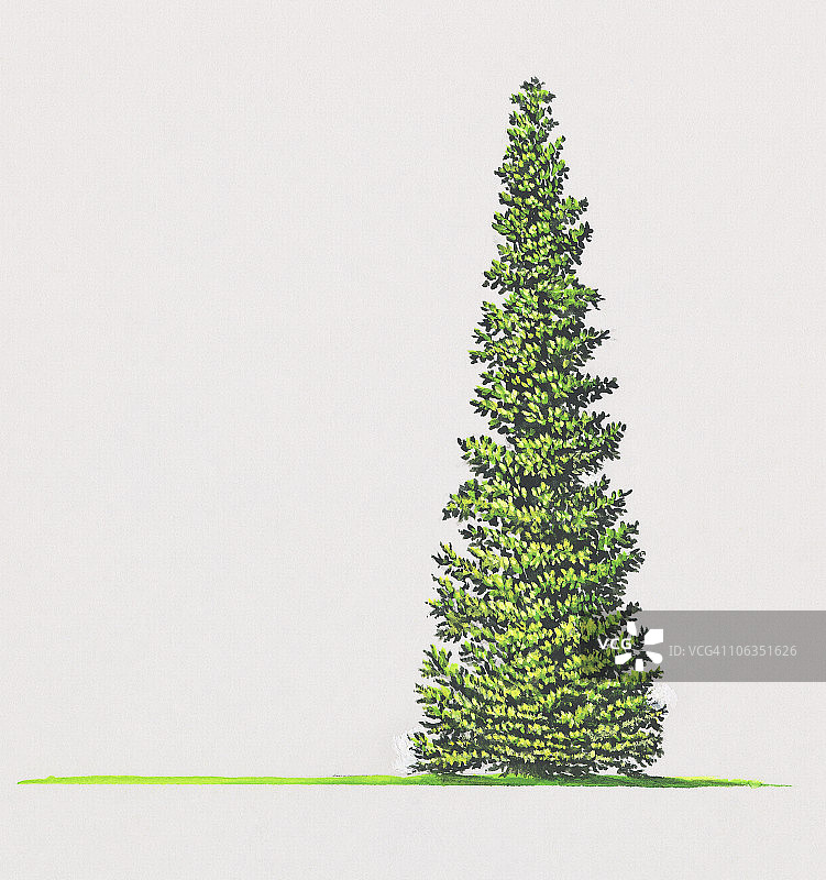 黑色云杉(Picea mariana)为绿色叶子图片素材