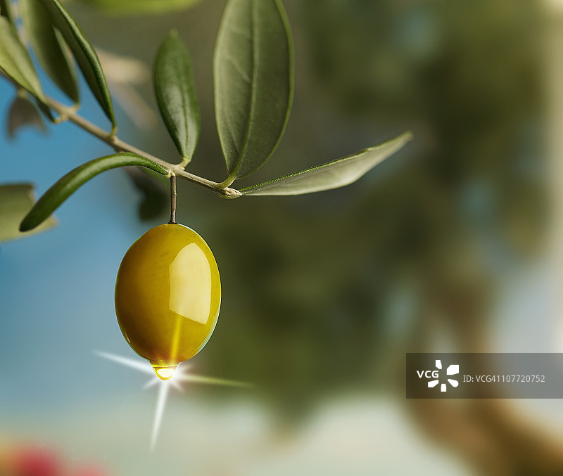 橄榄油和橄榄油图片素材