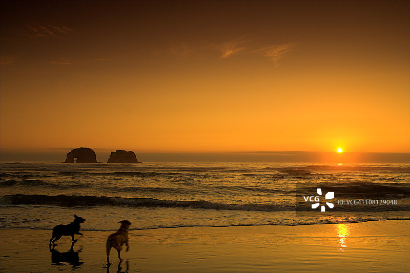 日落时分，两只狗在海滩上玩耍图片素材