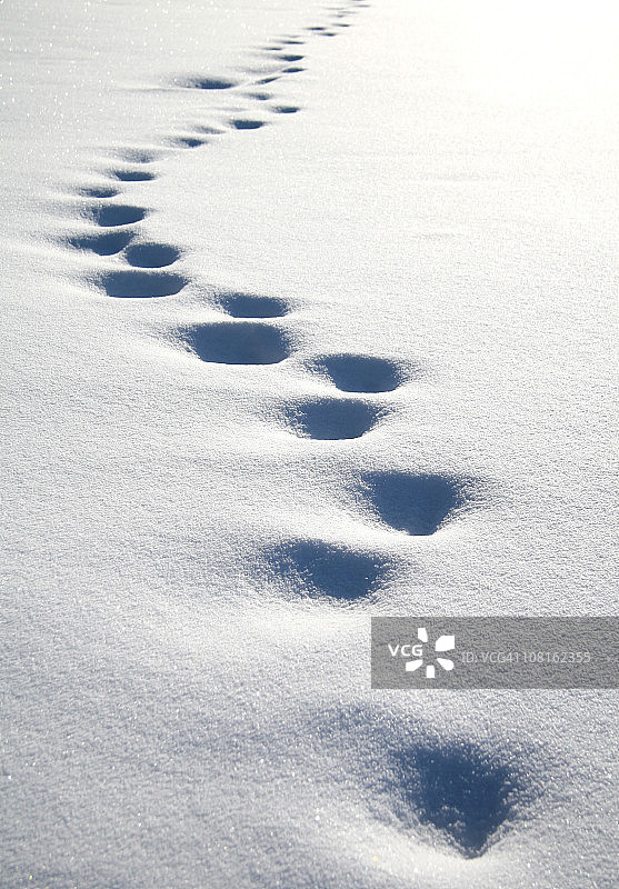 雪地里的脚印图片素材