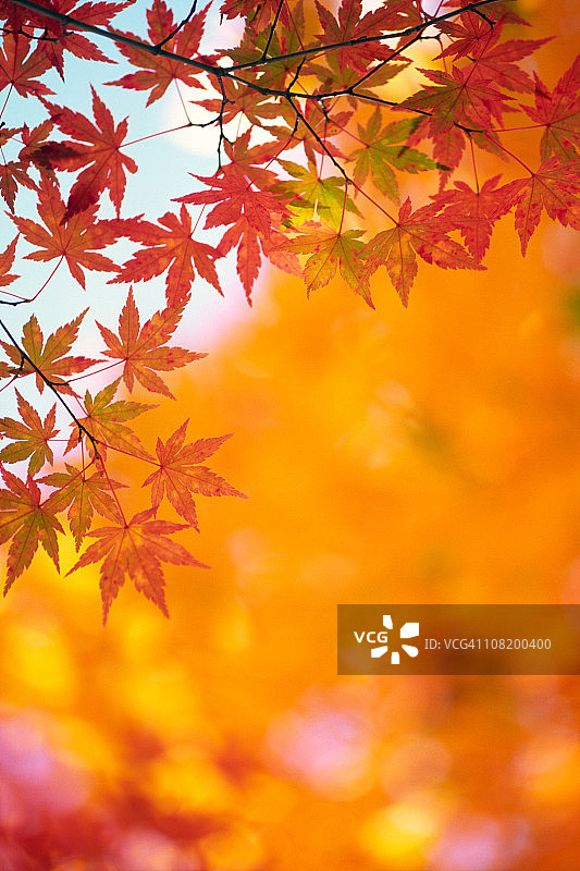 秋天的颜色图片素材