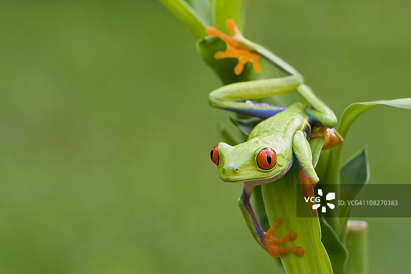 彩色的红眼树蛙窥视周围的背景图片素材