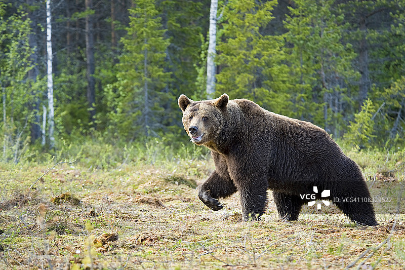 大棕熊正在沼泽地里奔跑，狩猎野生动物图片素材