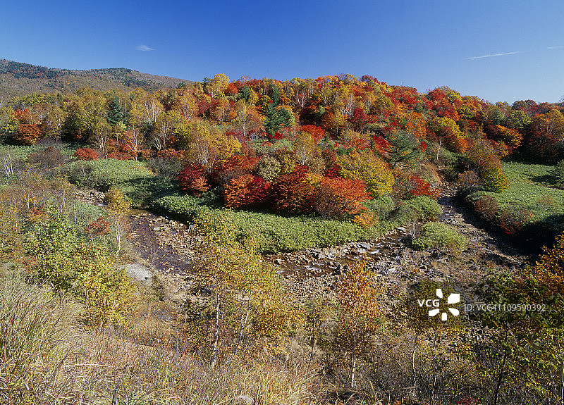 秋叶，八幡台，岩手，日本图片素材