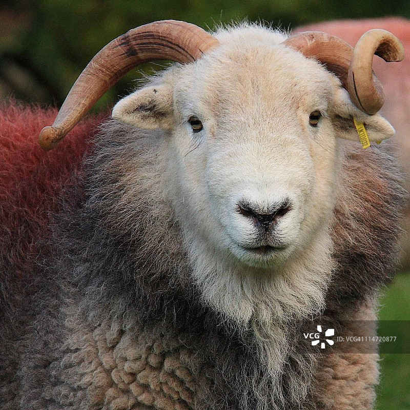 赫德威克种羊ram图片素材