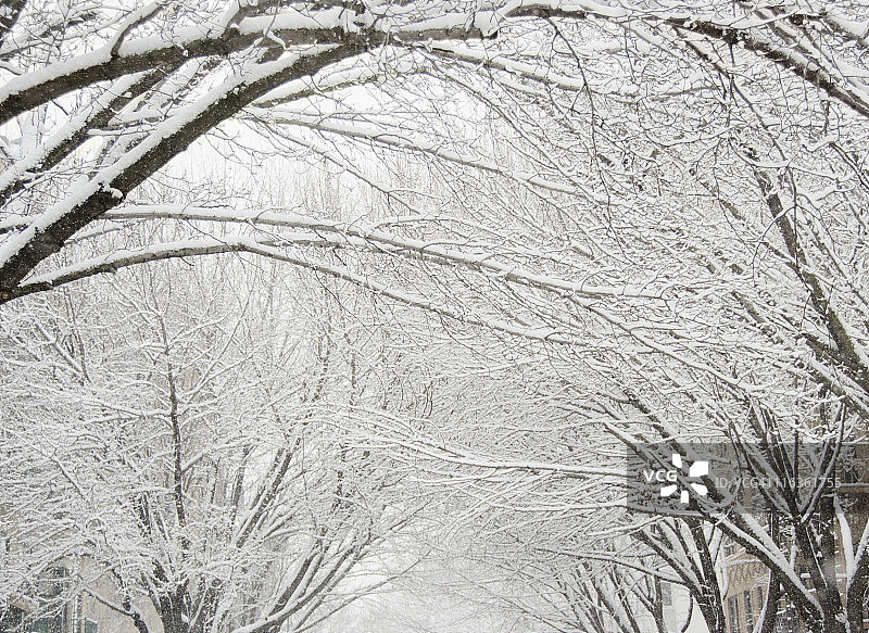 美国，纽约州，布鲁克林，威廉斯堡，树枝上的雪图片素材