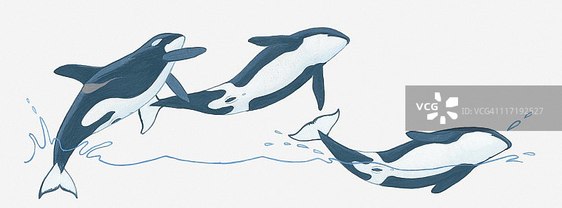 虎鲸(Orcinus orca)突破(跳跃)出水的插图图片素材