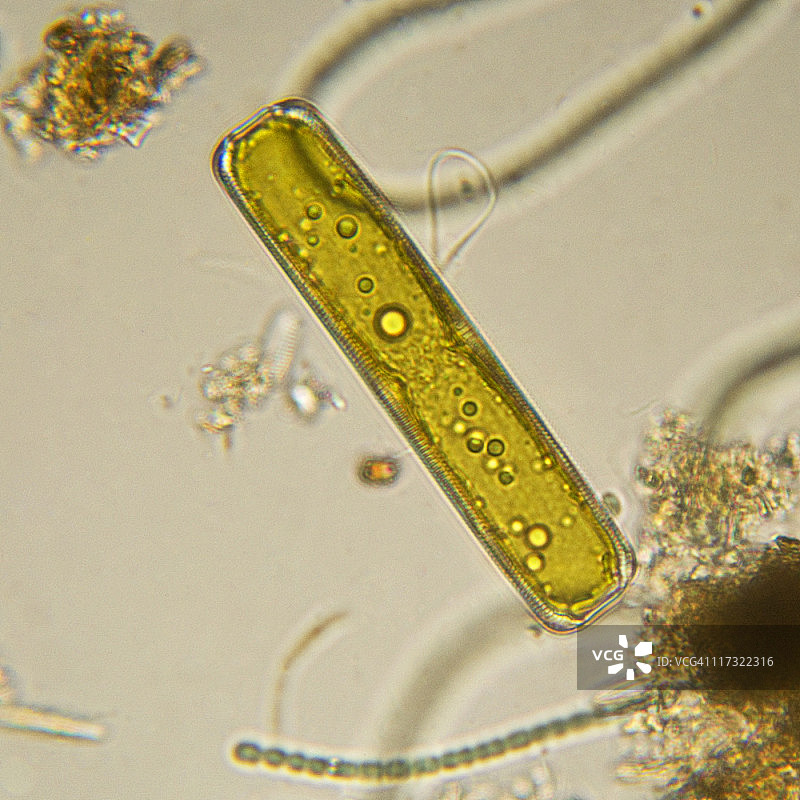 Pinnularia硅藻图片素材