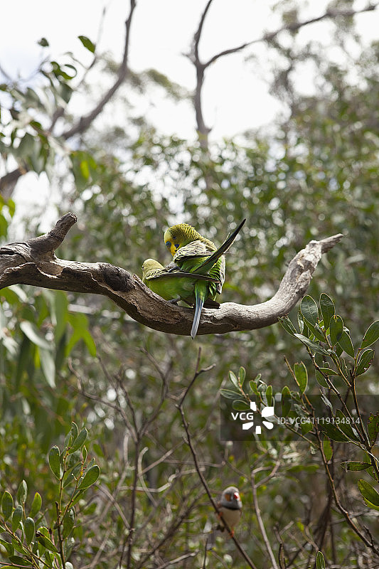 澳大利亚菲茨罗伊岛，两只虎皮鹦鹉站在树枝上图片素材