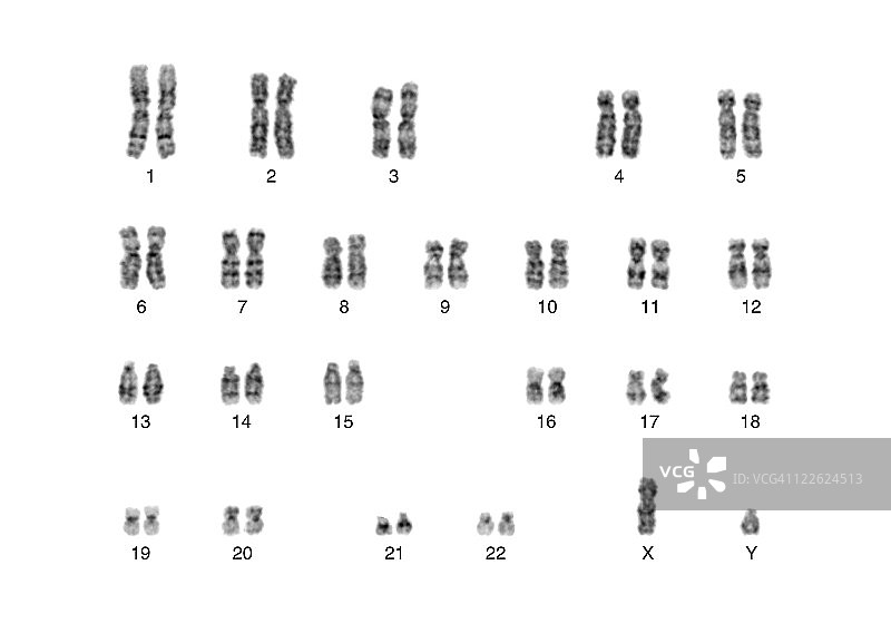 染色体图片素材