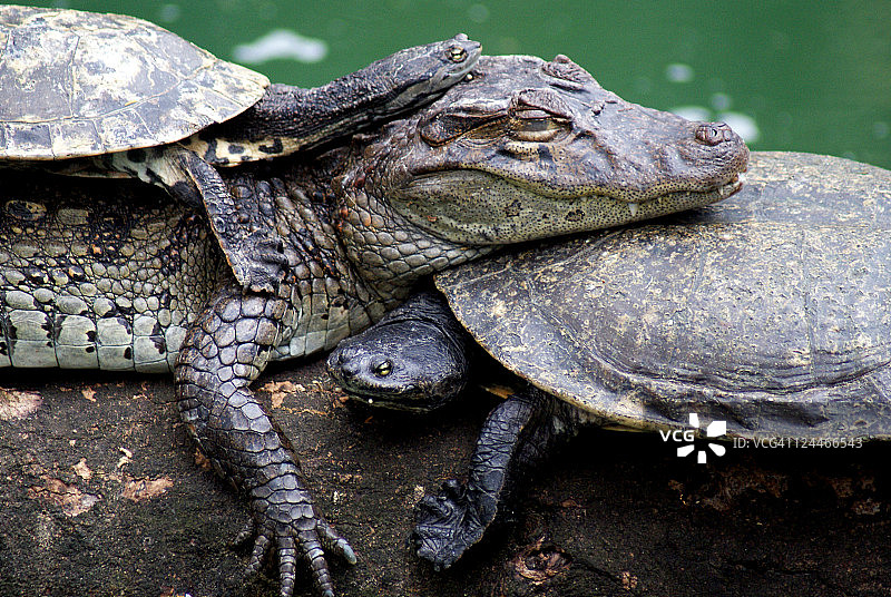 鳄鱼和乌龟互相依靠图片素材