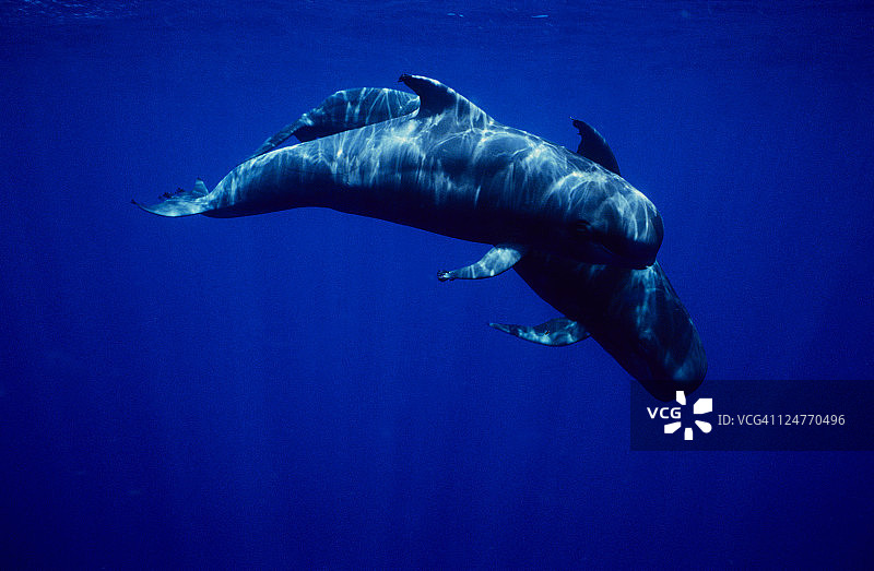 特内里费岛的短鳍领航鲸图片素材