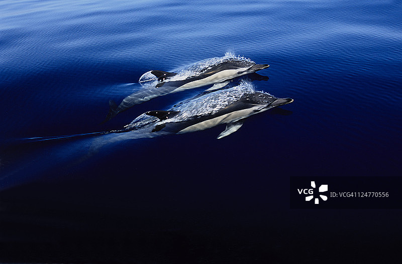 葡萄牙亚速尔群岛的短鼻海豚图片素材