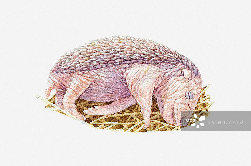 新生的欧洲刺猬(欧洲刺猬)在巢中睡觉的插图图片素材