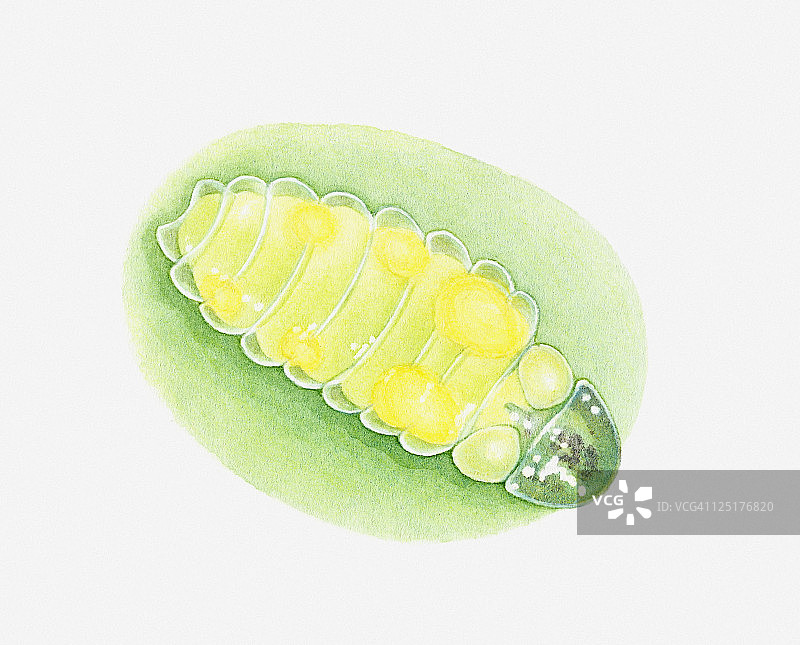 叶子上发光的萤火虫幼虫的插图图片素材