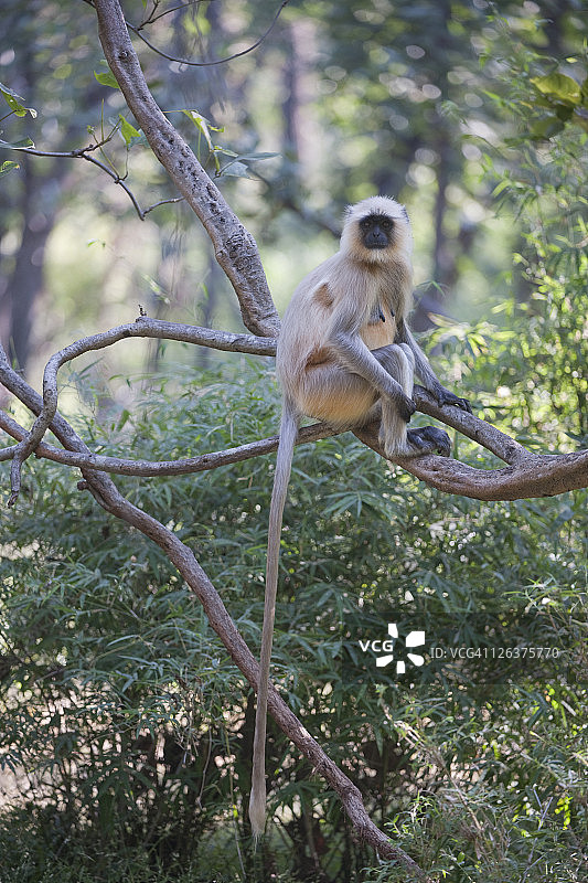 印度班德哈夫国家公园树上的北部平原灰叶猴(Semnopithecus entellus)图片素材