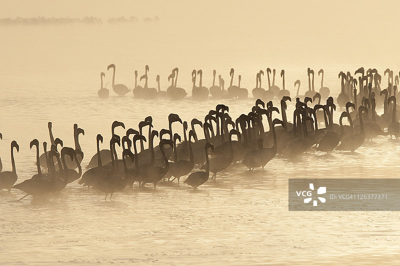 大火烈鸟(腓凤蝶)成群在傍晚的光马塞河，misaim马拉，非洲，肯尼亚，非洲图片素材