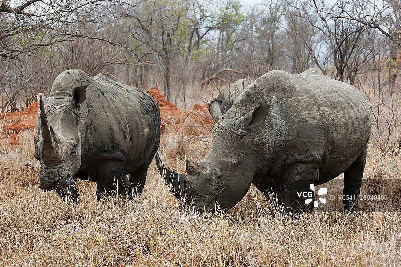 白犀牛，卡帕马野生动物保护区，南非，非洲图片素材