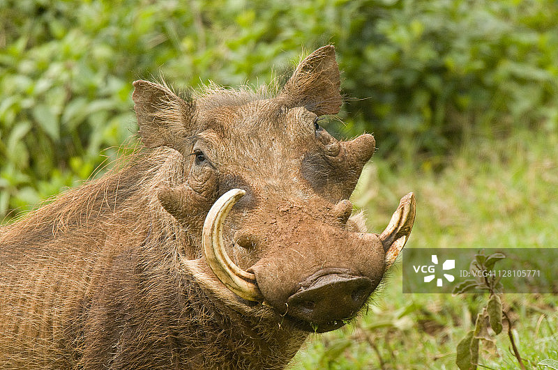 非洲疣猪肖像，阿伯代尔国家公园，肯尼亚图片素材