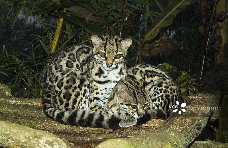 两只圈养的玛格猫，猎豹，哥斯达黎加图片素材