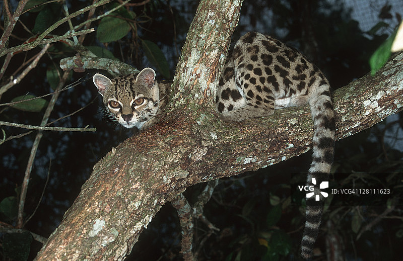 玛格猫，豹子，在树上。濒临灭绝，原产于中美洲和南美洲图片素材