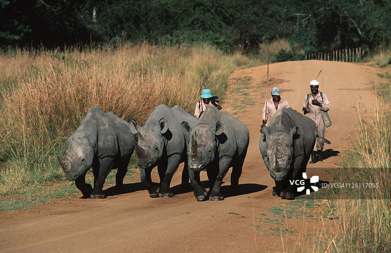 四只黑犀牛在路上走着，后面跟着守卫。24小时以下的武装警卫，因为有偷猎的危险。DICEROS BICORNIS。濒临灭绝的物种。IMIRE农场游戏。津巴布韦。图片素材