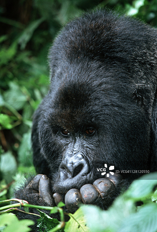 山地大猩猩，山地大猩猩。银背大猩猩男性。濒危物种。地域分布:卢旺达，乌干达西部，刚果民主共和国东部图片素材