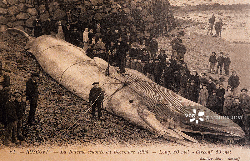 蓝鲸，须鲸目，搁浅，法国罗斯托夫图片素材