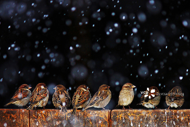 麻雀享受降雪图片素材