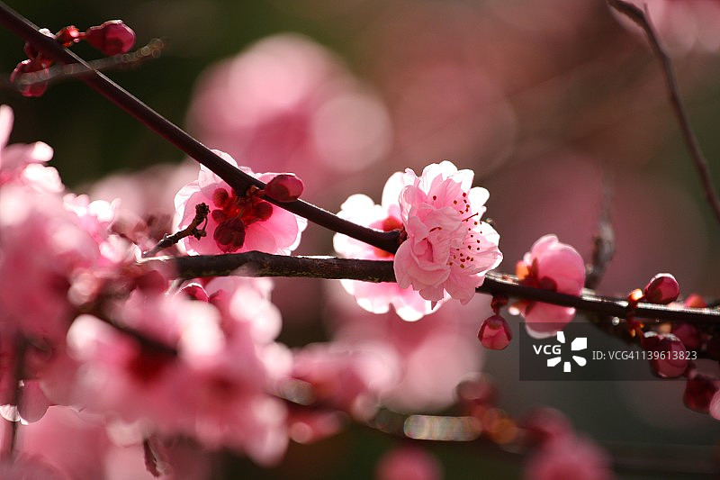 梅花树正盛开图片素材