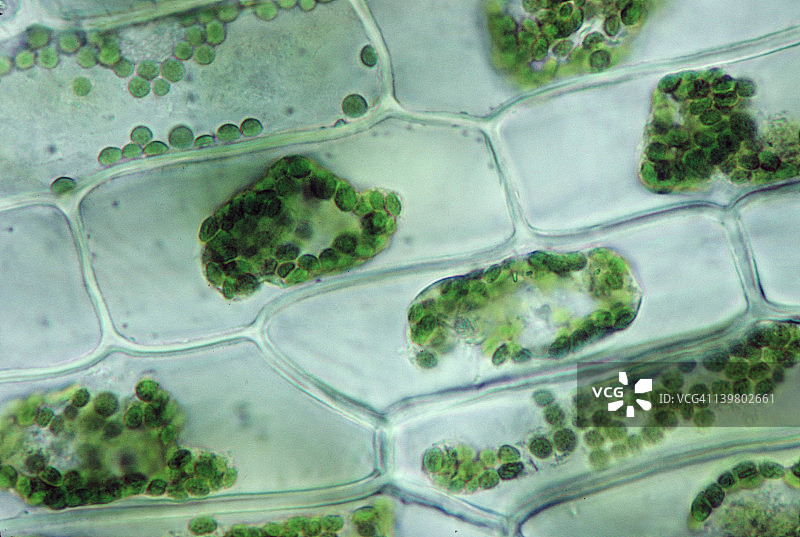 伊乐藻属植物。胞浆溶解细胞，暴露于5% nacl。原生质体已经缩水了。细胞失去水。在35毫米250 x。细胞膜与细胞壁分离。图片素材