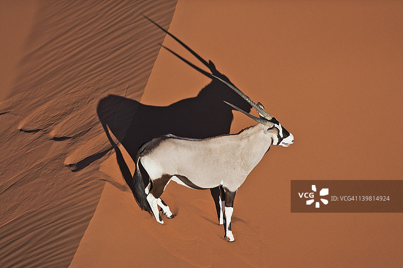 沙漠生境中的大羚羊(羚羊)。纳米布沙漠，纳米比亚-瑙克卢夫特国家公园，非洲纳米比亚图片素材