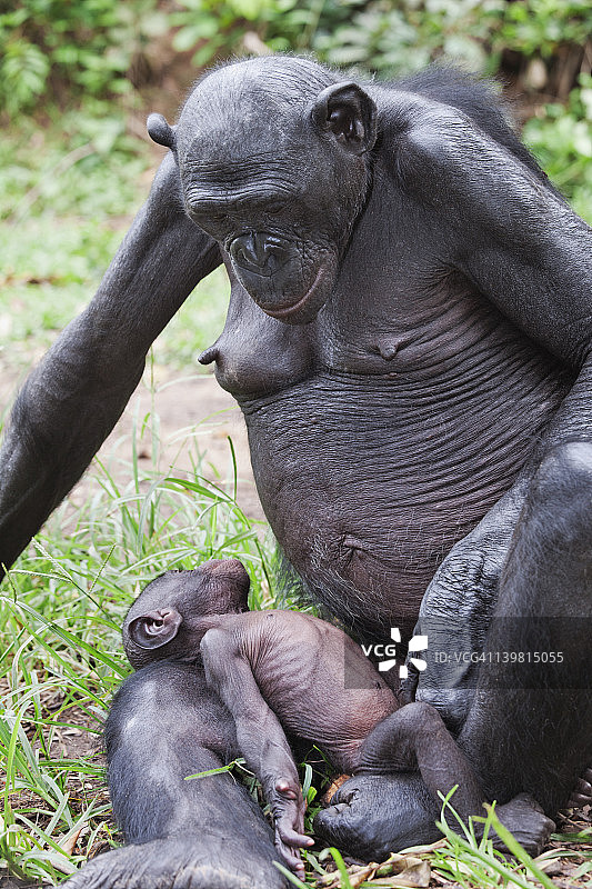 成年和婴儿倭黑猩猩(panpaniscus)互动。洛拉·亚倭黑猩猩保护区，刚果民主共和国图片素材