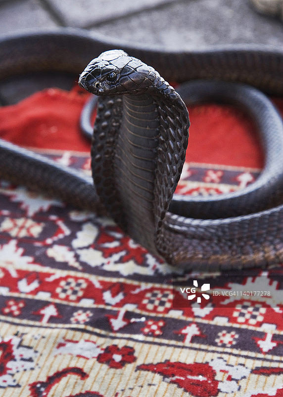 摩洛哥，马拉喀什，黑蛇图片素材