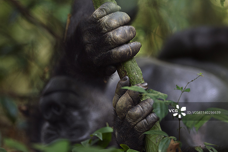 西部低地大猩猩亚成年男性双手图片素材
