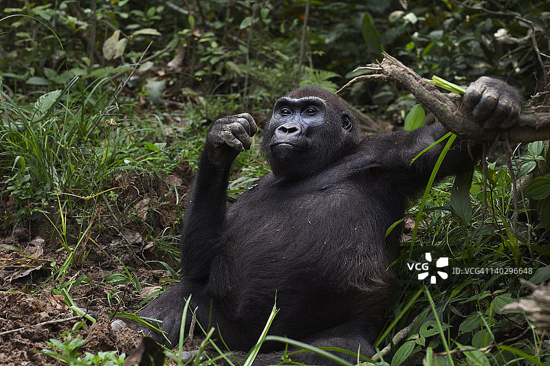 西部低地大猩猩亚成年雌性画像图片素材
