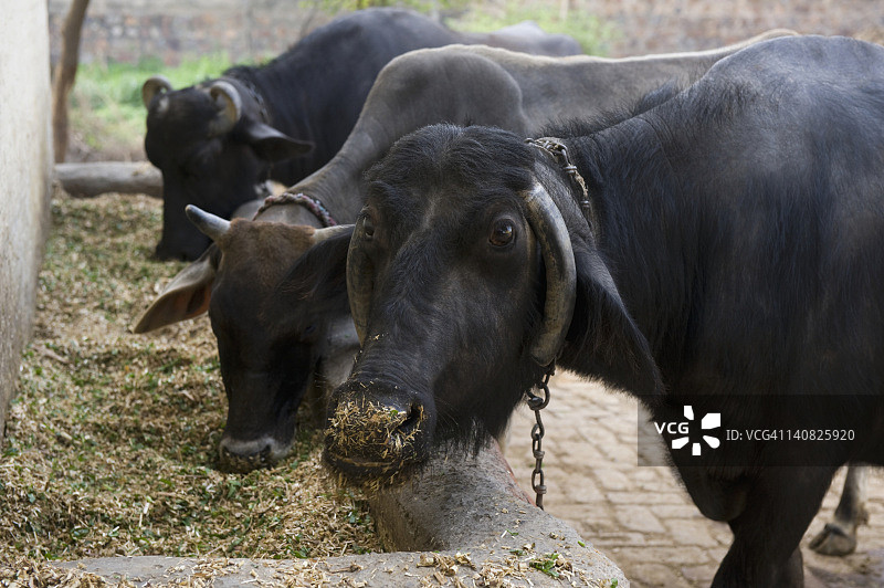 两只水牛(Bubalus bubalis)和一头牛，哈森普尔，哈里亚纳邦，印度图片素材