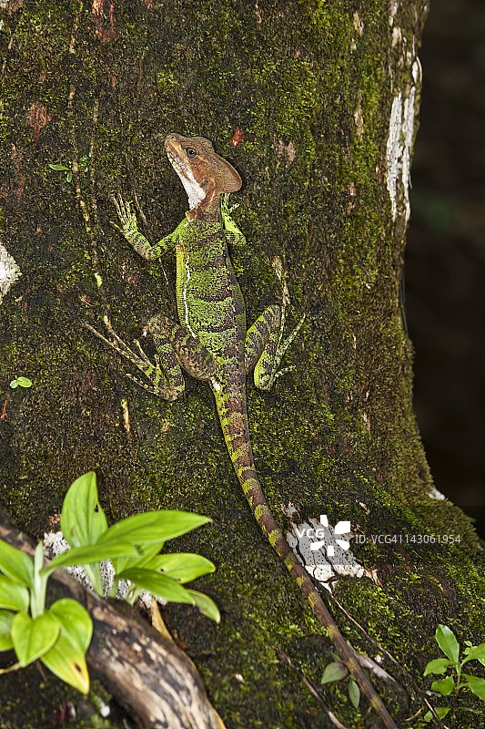 树上的蛇怪蜥蜴，哥伦比亚戈那群岛图片素材