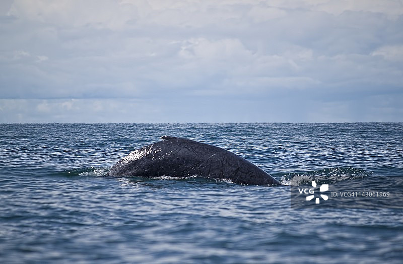 座头鲸背部，哥伦比亚戈那群岛图片素材