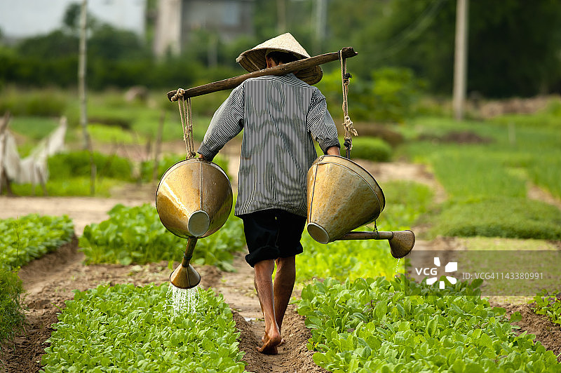 越南，农民浇灌蔬菜图片素材