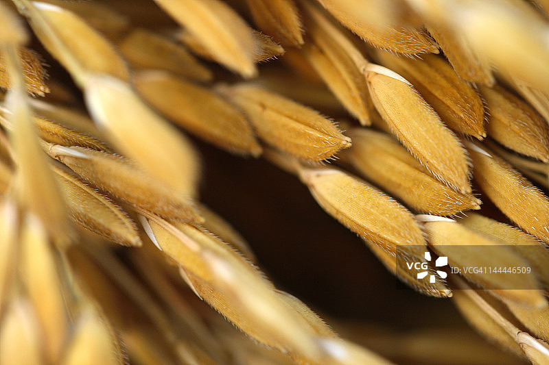近距离拍摄的水稻作物图片素材