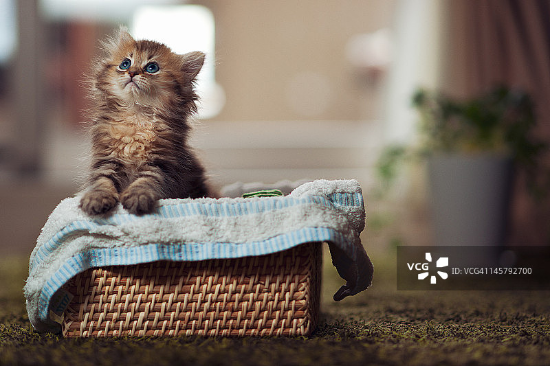 小猫在毛巾衬里的篮子图片素材