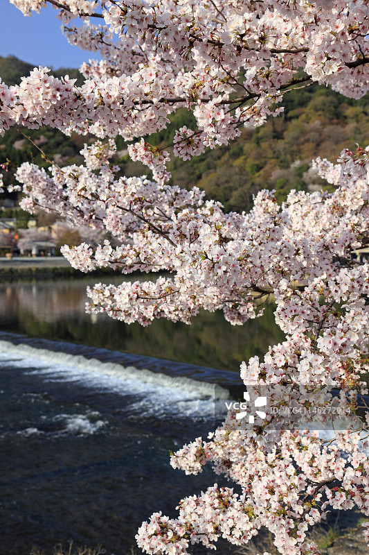 河上樱花盛开图片素材