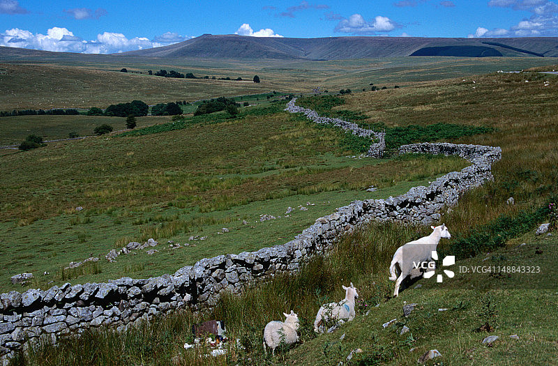 羊群在长满青草的山脊上吃草，传统的石墙围栏将田野隔开——布雷肯灯塔国家公园，威尔士波伊斯图片素材